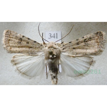 Caradrina clavipalpis Scopoli, 1763 Światłówka izdebnica Czech34l